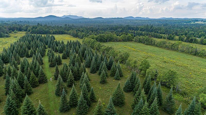 Image 3: 147_Private_Acres_In_Harrietstown_A_Tree