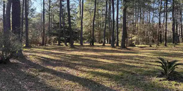 Image 2: View of yard