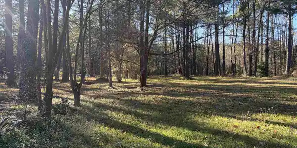 Image 3: View of yard