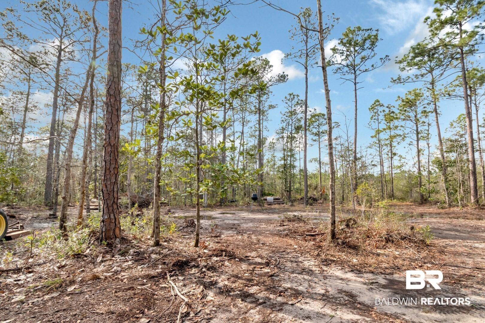 Image 2: View of local wilderness