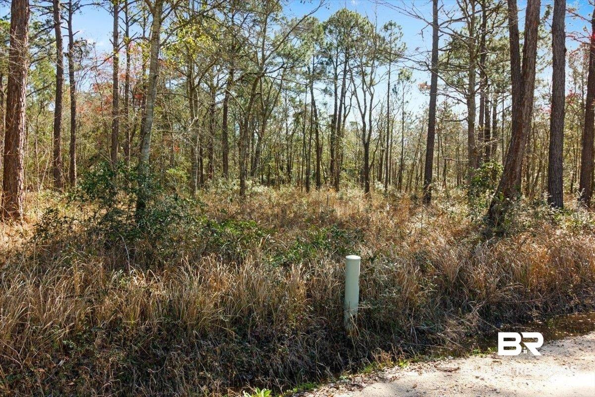Image 4: View of local wilderness