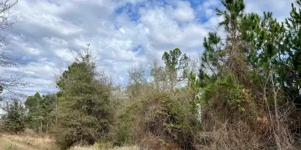 Image 2: View of local wilderness