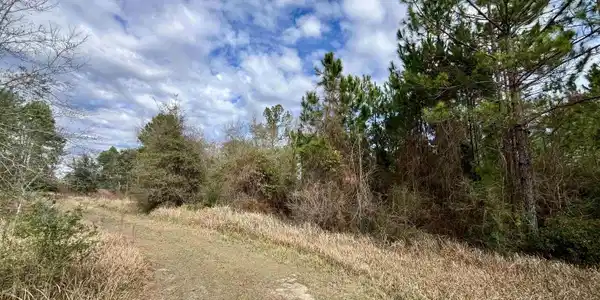 Image 3: View of tree filled area