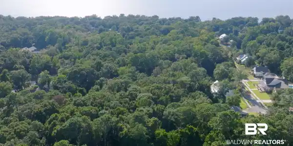 Image 3: Drone / aerial view of a forest