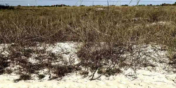 Image 2: View of undeveloped land