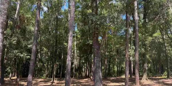Image 4: View of tree filled area