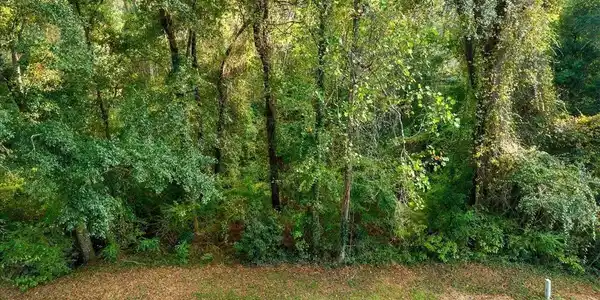 Image 3: View of local wilderness