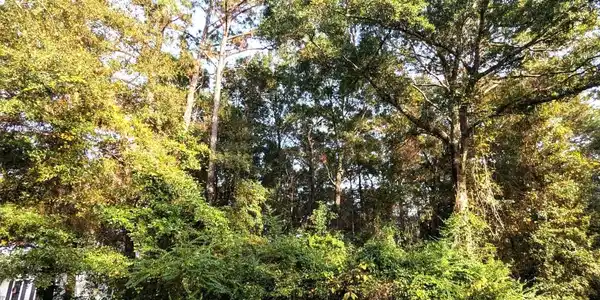 Image 2: View of wooded area