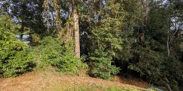 Image 4: View of wooded area