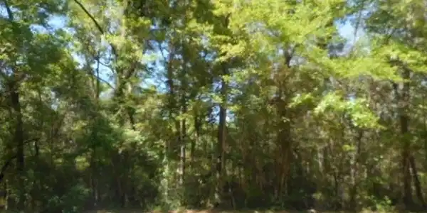 Park Drive