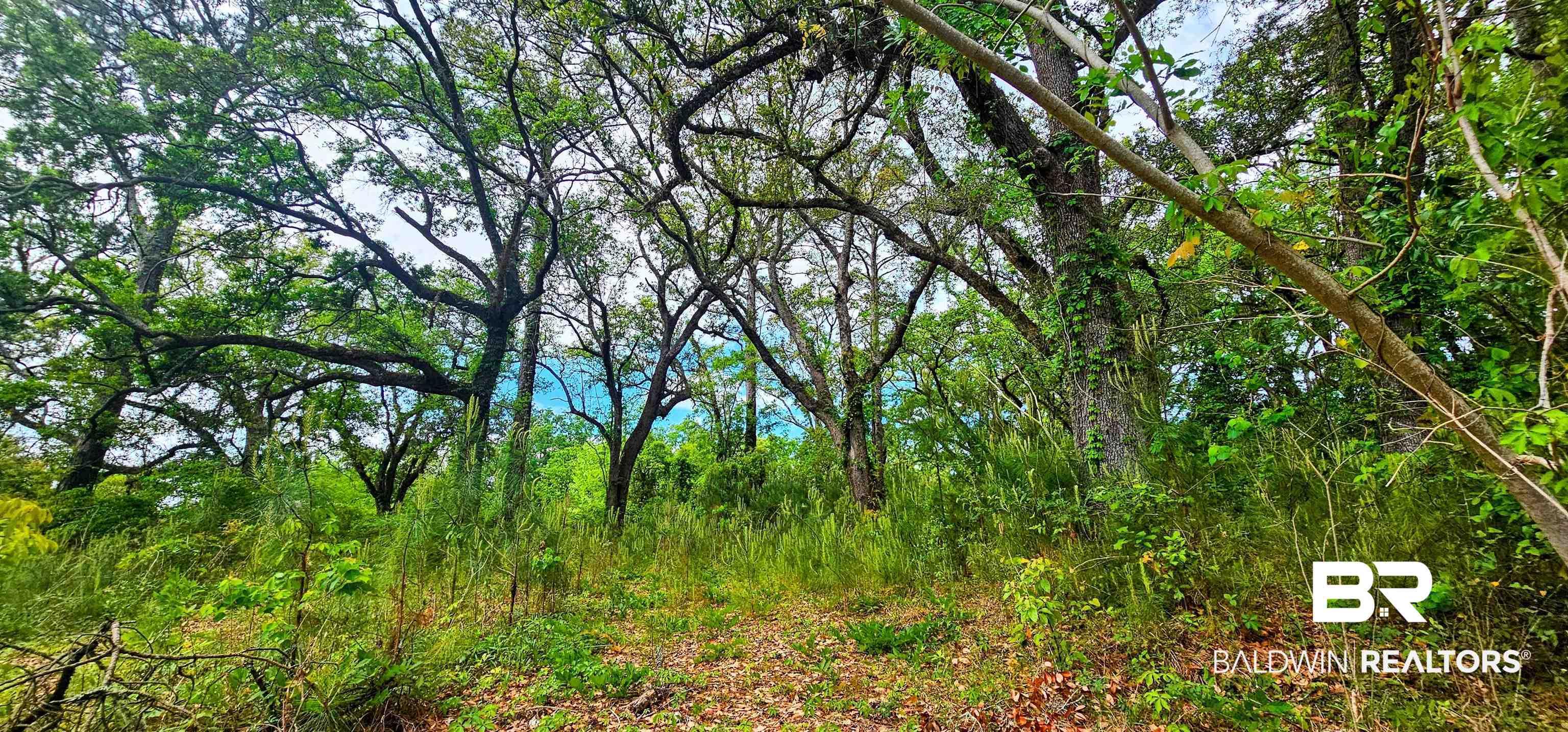 Image 3: View of tree filled area