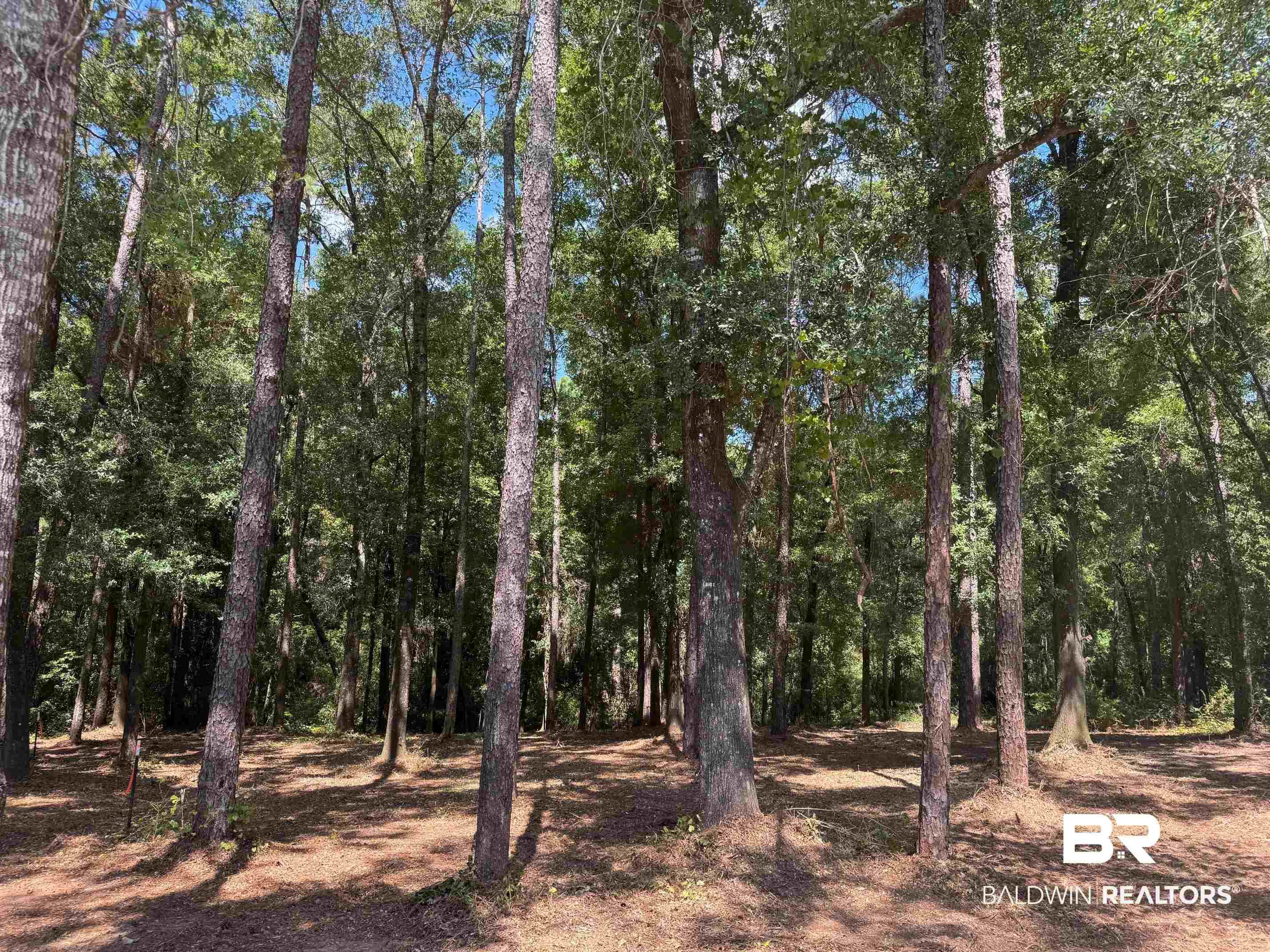 Image 4: View of tree filled area