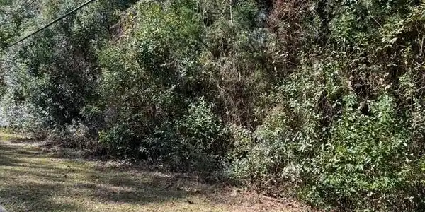 Image 4: View of landscape