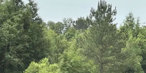 Image 2: 5.21 Acres