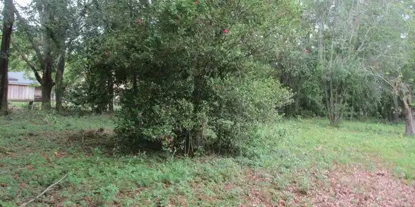 Image 4: View of yard