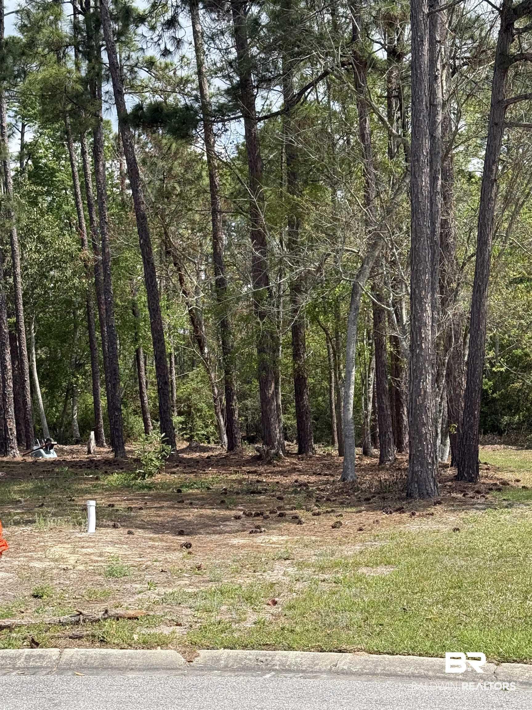 Image 4: View of local wilderness