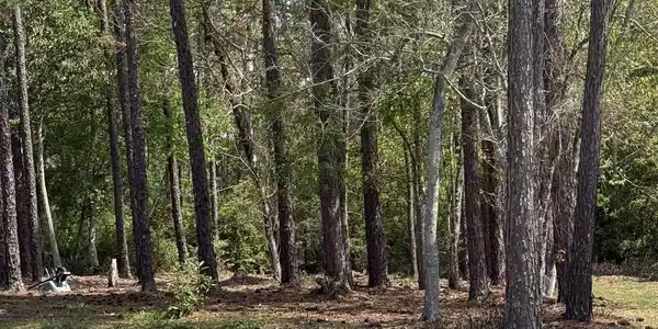 Image 4: View of local wilderness