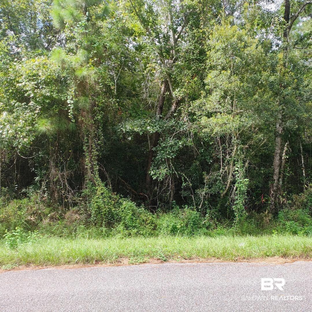 Image 3: View of local wilderness
