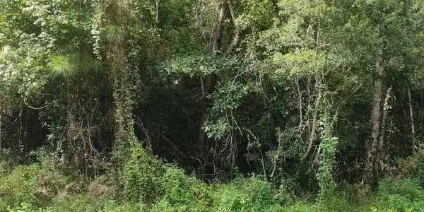 Image 3: View of local wilderness