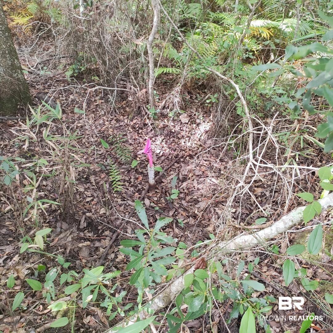 Image 4: View of undeveloped land