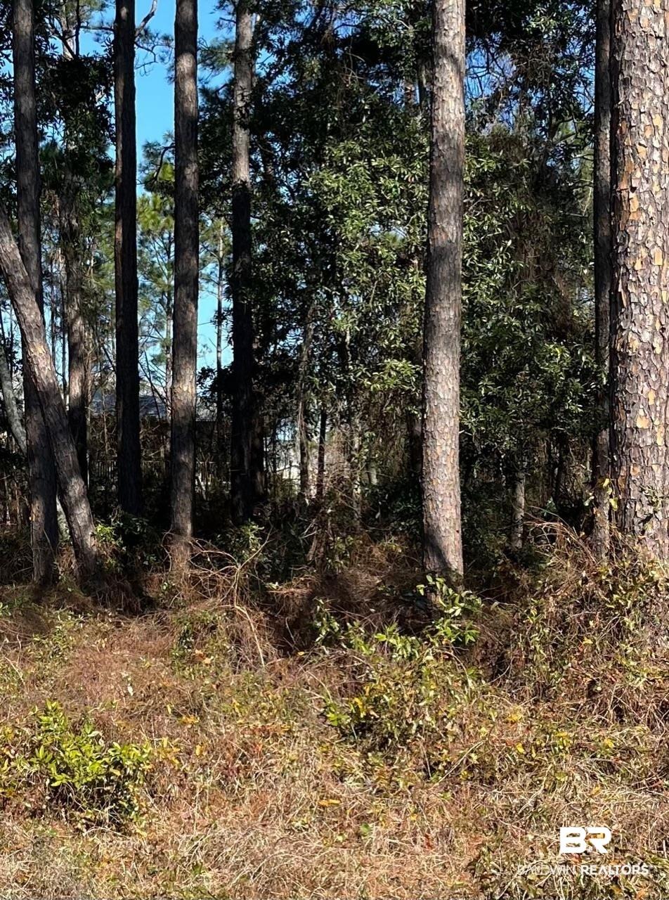 Image 2: View of local wilderness