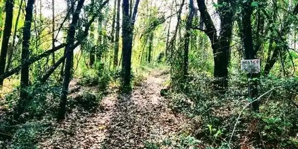Image 3: View of woods