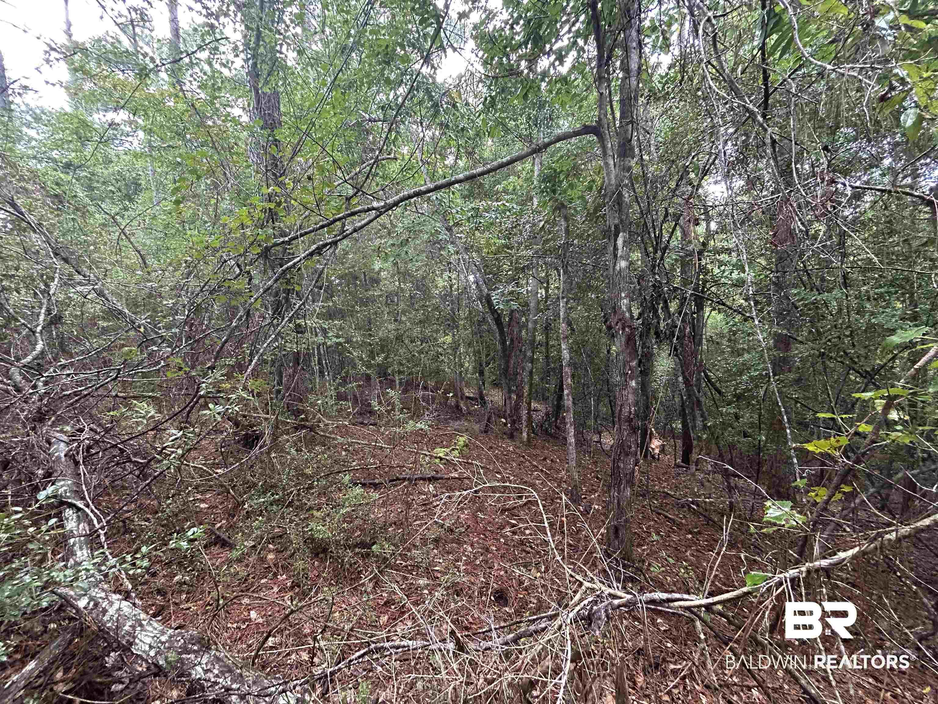 Image 4: View of wooded area