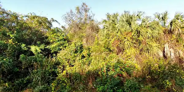 Lot 14 Halo Avenue