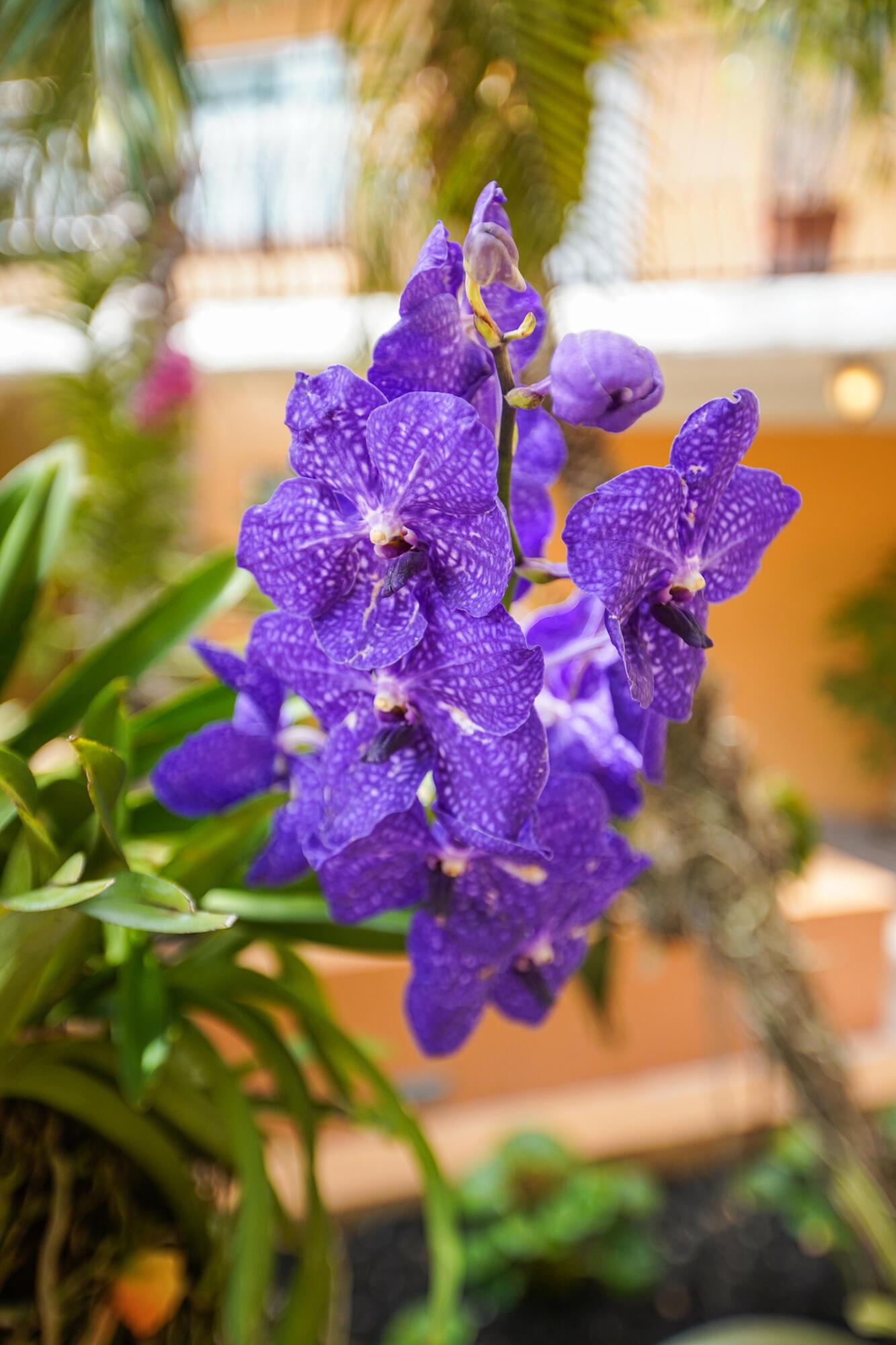Image 3: with beautiful orchids
