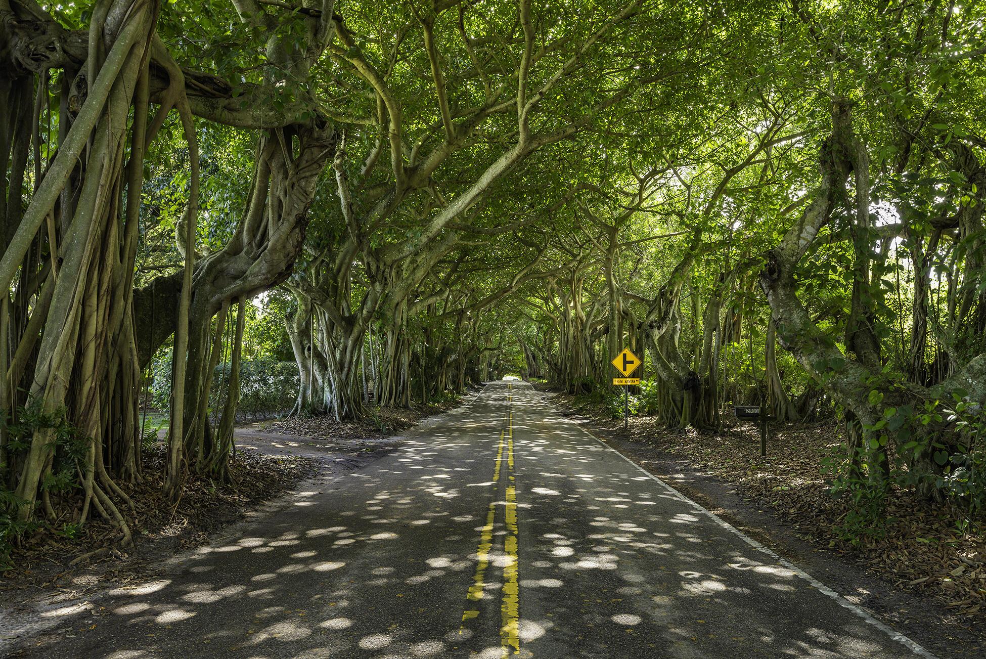 Image 4: Banyan Tree Tunnel