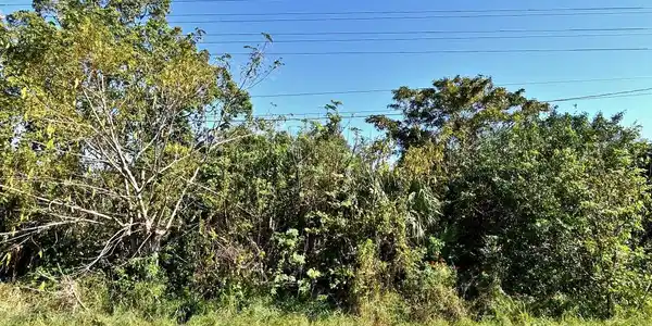 Image 2: brush