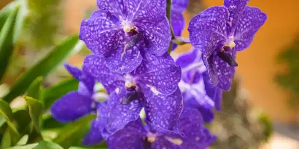 Image 3: with beautiful orchids
