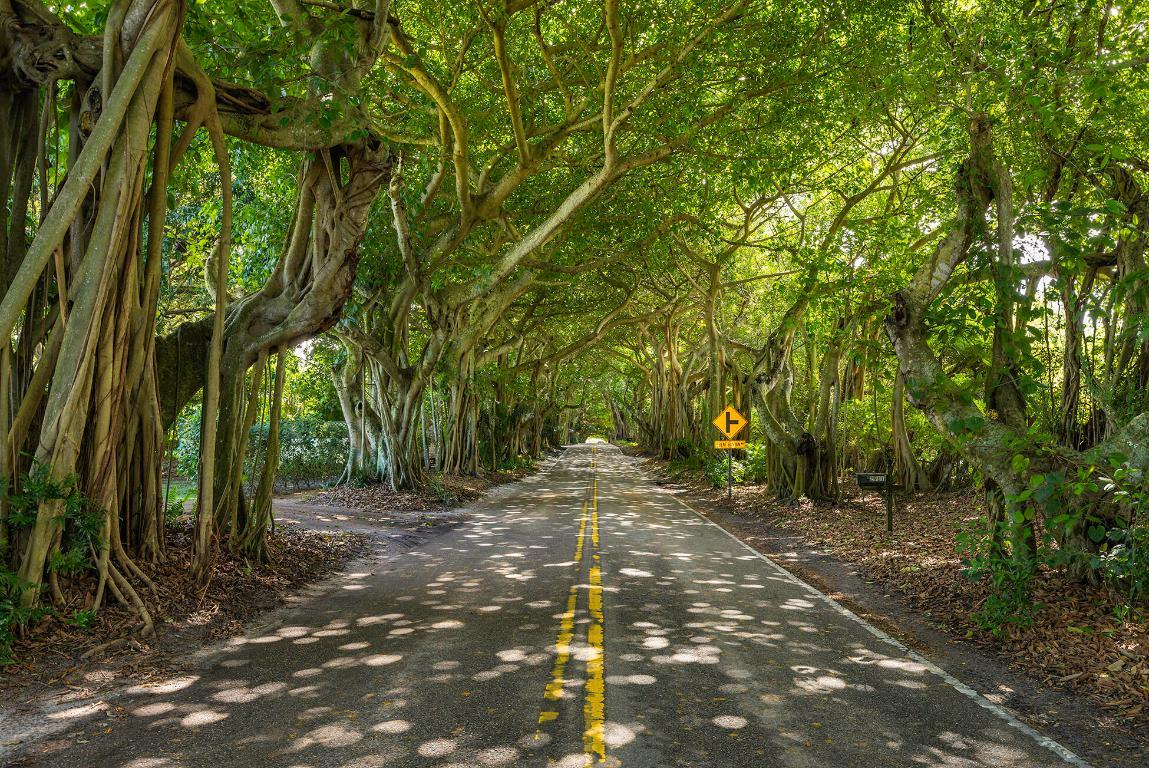 Image 3: Banyan Tree Tunnel