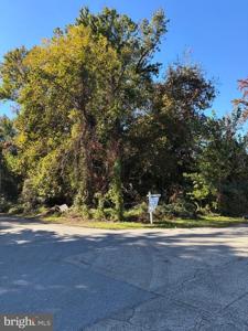 BUSH AVENUE