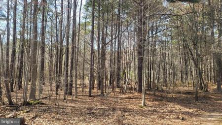 FOREST ROAD