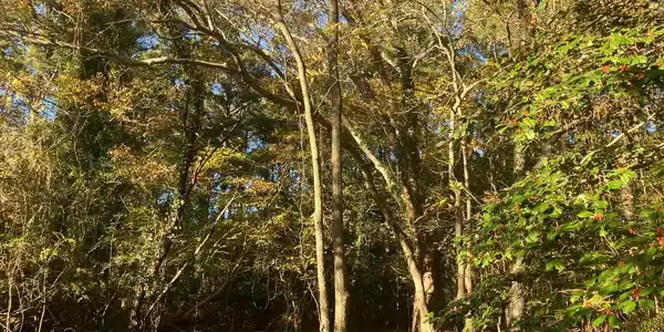 81 DAVIS ROAD