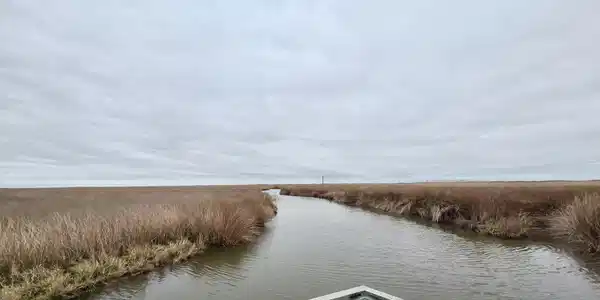 Duck, Sika & Waterfowl MUSKRAT HARBOR