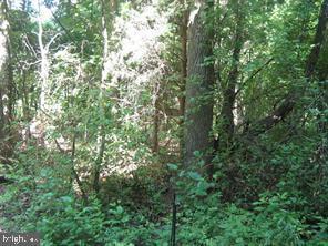 ELM DRIVE