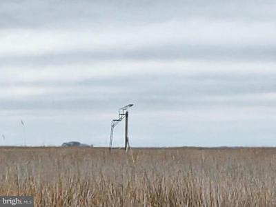 Waterfowl & Sika Deer - WESLEY ROAD