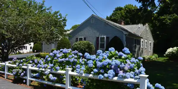 Image 2: Front View with Elegant blue Hydrangeas