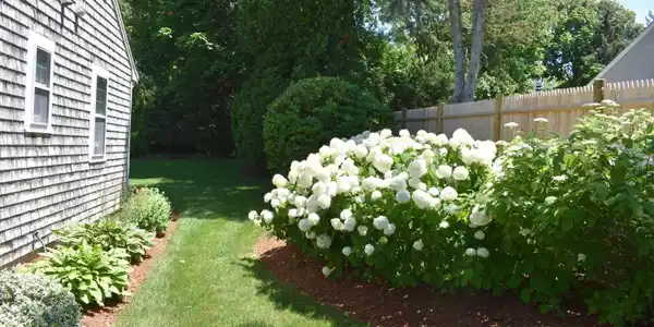 Image 3: Right Side White Hydrangeas