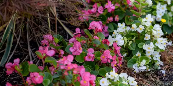 Image 4: Flower_1