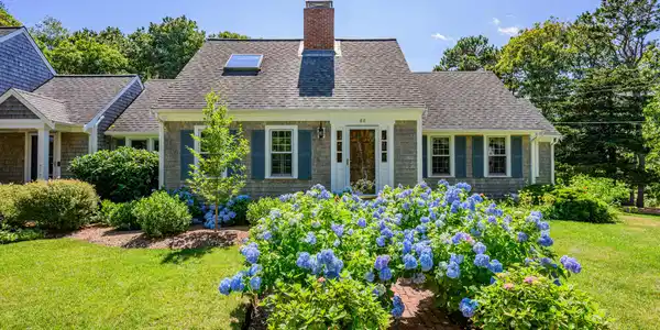 Image 4: Hydrangeas galore