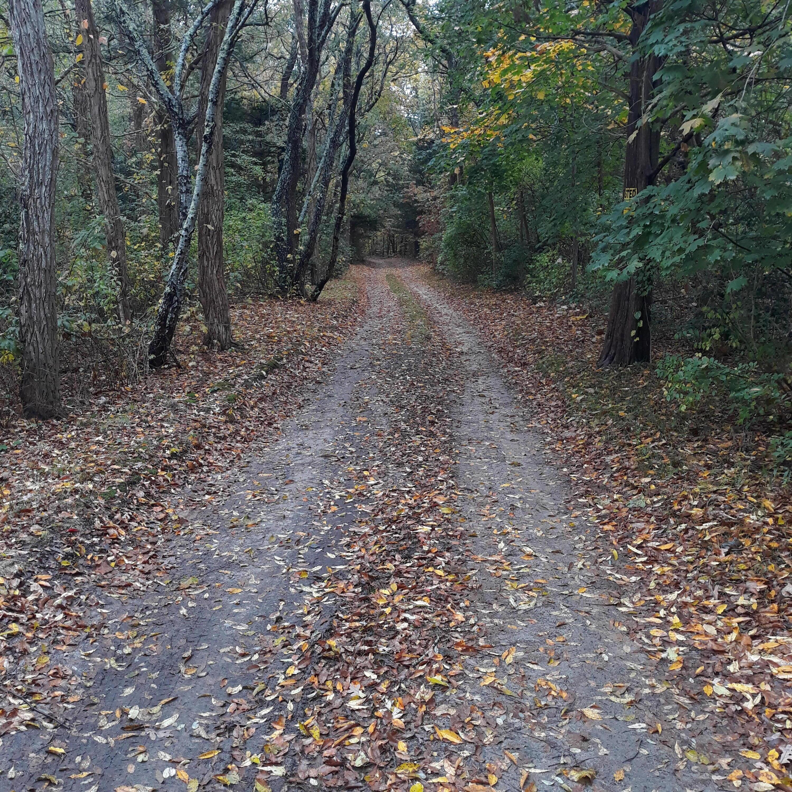 Image 3: IN 420'FROM RT 6A TOWARDS RAILROAD TRACK