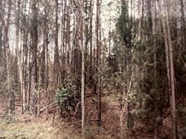 Tbd Neshoba Street