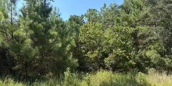 Image 4: land