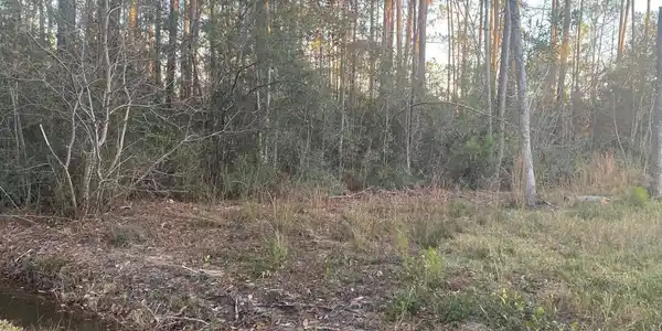 Pickering Forrest Drive