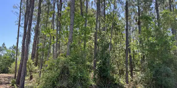 Henderson Avenue