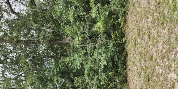 0 Hunt
