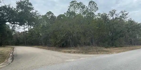 Magnolia Lane
